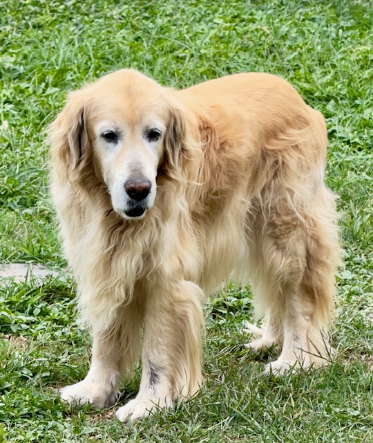 Arjuna of the purujit1912 family