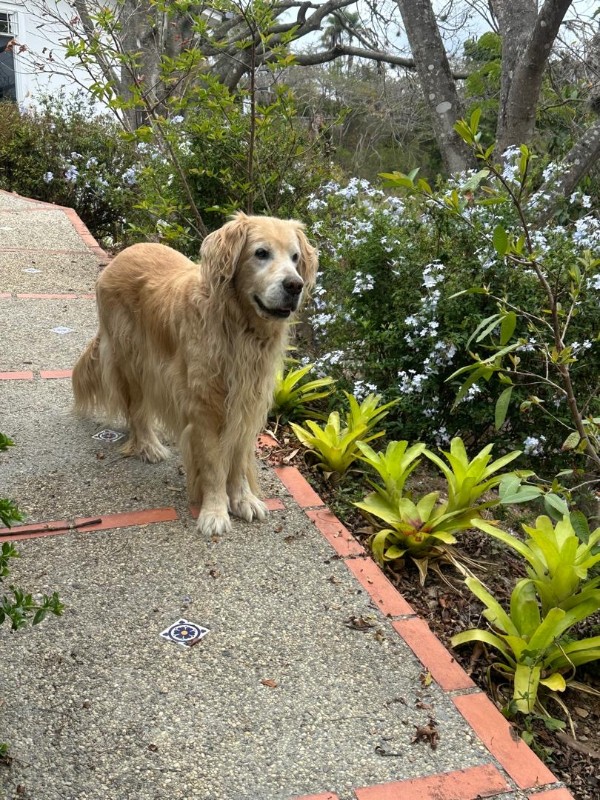 purujit1912 uploaded   8  day/s  ago