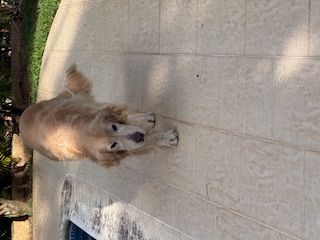 purujit1912 uploaded   188  day/s  ago