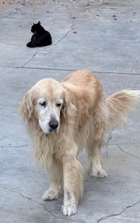 Arjuna of the purujit1912 family