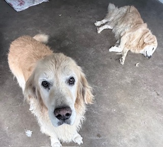 Arjuna of the purujit1912 family