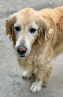 Arjuna of the purujit1912 family