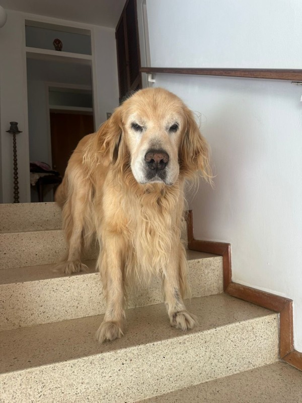 Arjuna of the purujit1912 family