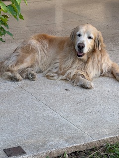 purujit1912 uploaded   349  day/s  ago