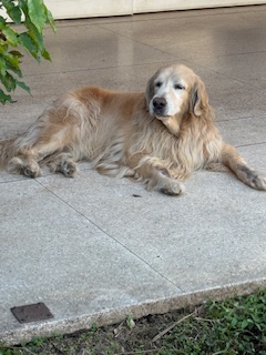 purujit1912 uploaded   349  day/s  ago