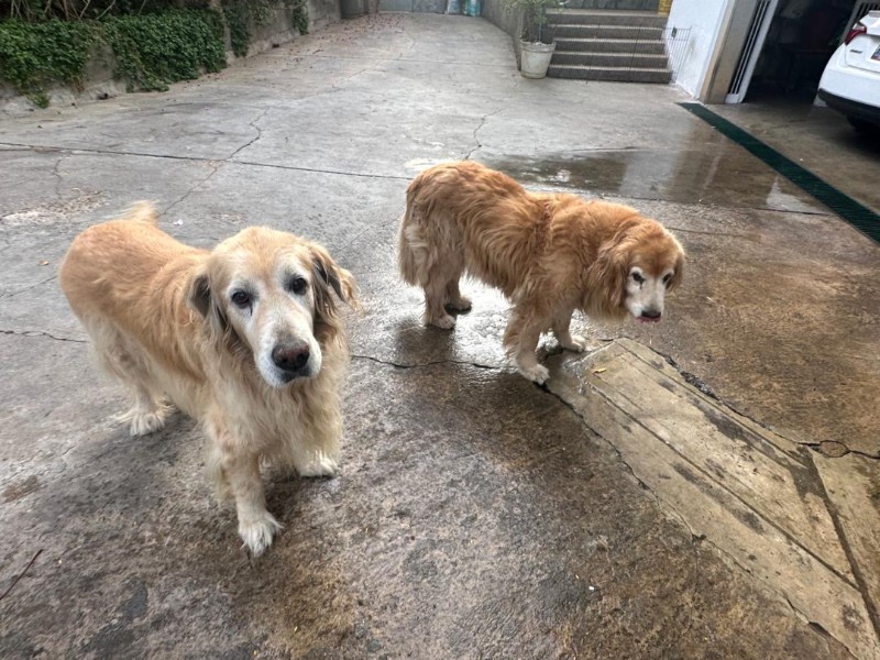 Arjuna of the purujit1912 family