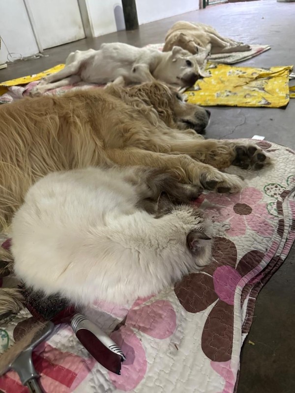 Arjuna of the purujit1912 family