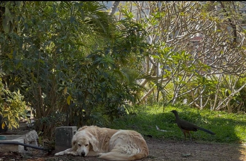 Shakti Priya of the purujit1912 family