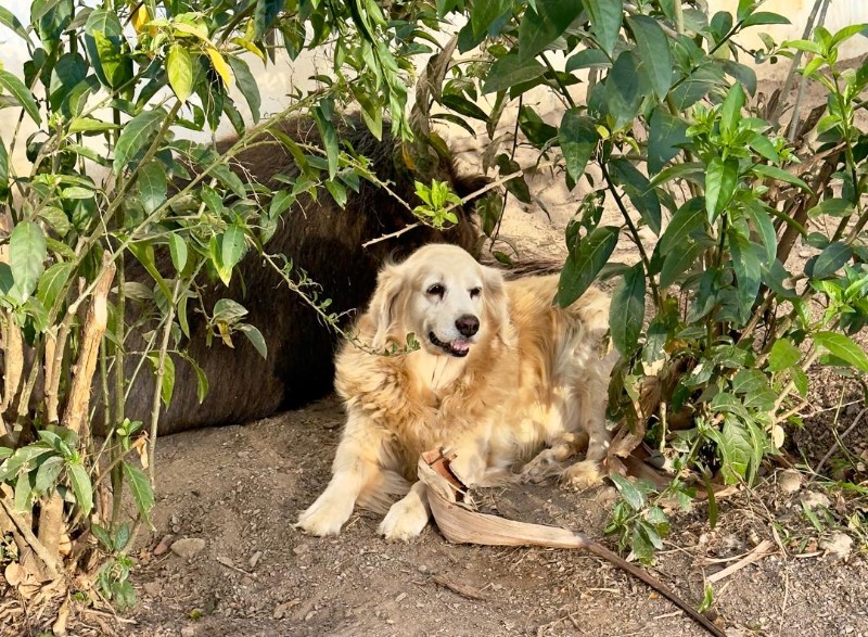 Shakti Priya of the purujit1912 family