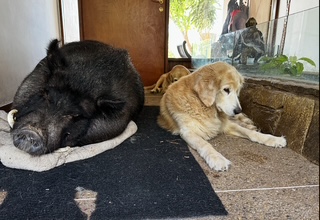 purujit1912 uploaded   354  day/s  ago