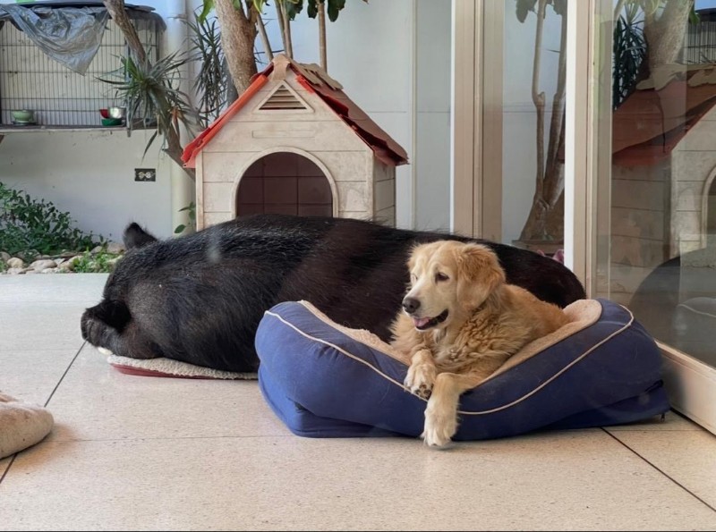 Shakti Priya of the purujit1912 family