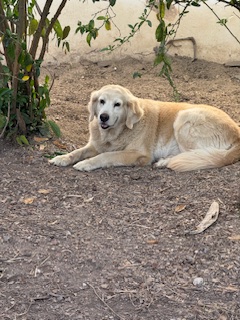 purujit1912 uploaded   349  day/s  ago