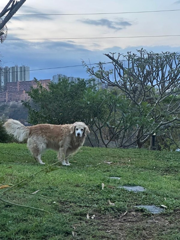 Shakti Priya of the purujit1912 family