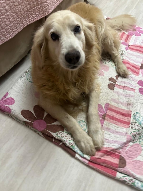 Shakti Priya of the purujit1912 family