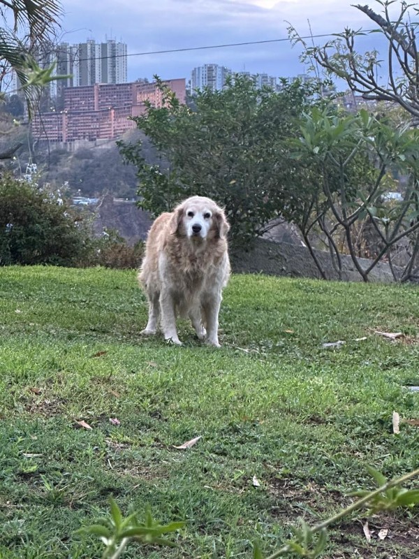 Shakti Priya of the purujit1912 family