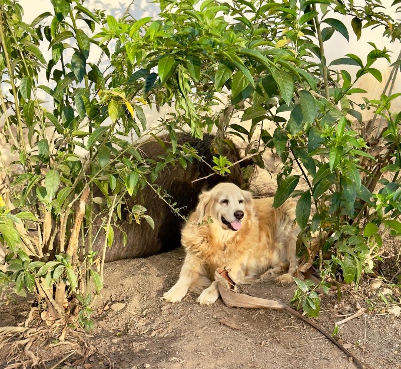 Shakti Priya of the purujit1912 family