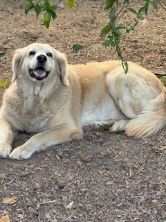 purujit1912 uploaded   349  day/s  ago