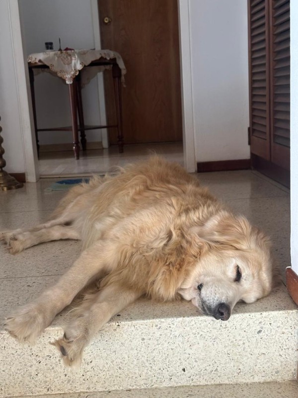 purujit1912 uploaded   1  day/s  ago