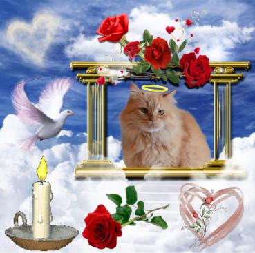 Catalina of the purujit1912 family