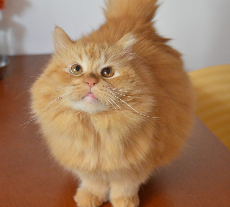 purujit1912 uploaded   4 year/s ago