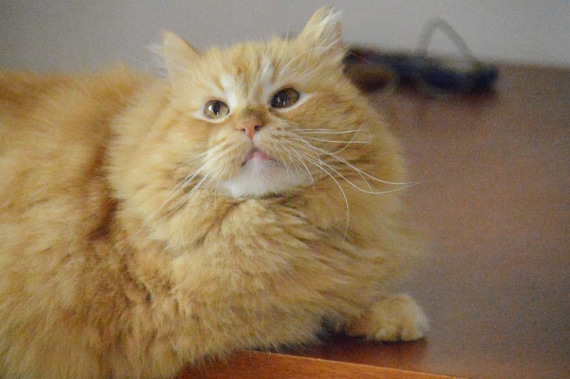 purujit1912 uploaded   4 year/s ago