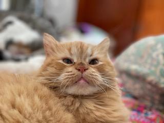 Catalina of the purujit1912 family