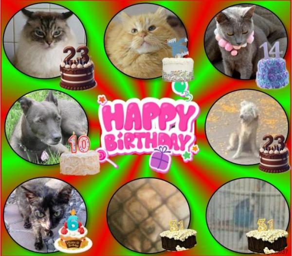 Catalina of the purujit1912 family