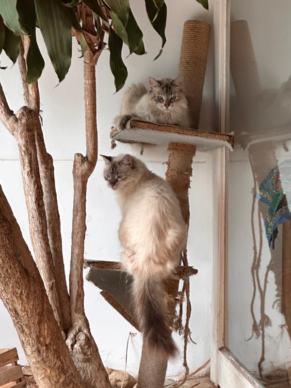 purujit1912 uploaded   1 year/s ago