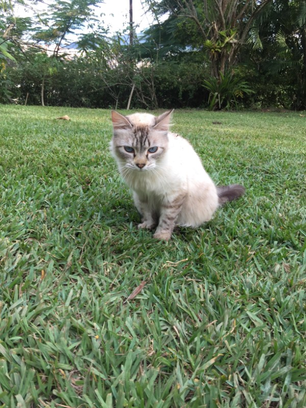 purujit1912 uploaded   242  day/s  ago