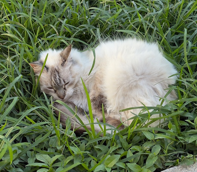 purujit1912 uploaded   293  day/s  ago