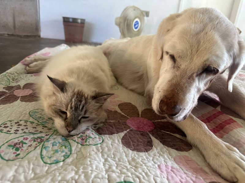 Madhuri of the purujit1912 family