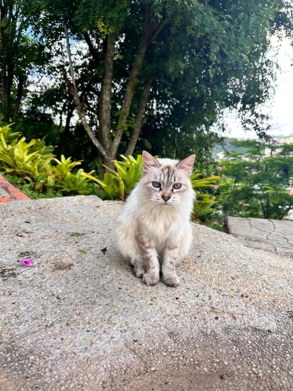 purujit1912 uploaded   293  day/s  ago