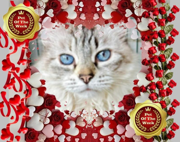 purujit1912 uploaded   36  day/s  ago