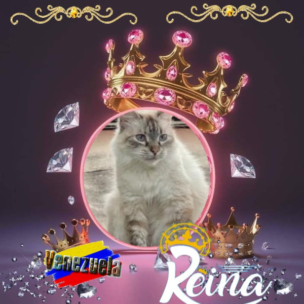 purujit1912 uploaded   33  day/s  ago