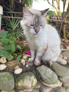 purujit1912 uploaded   232  day/s  ago