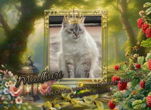 purujit1912 uploaded   36  day/s  ago