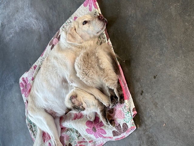 purujit1912 uploaded   206  day/s  ago