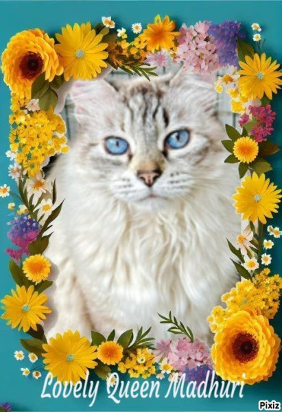 purujit1912 uploaded   33  day/s  ago