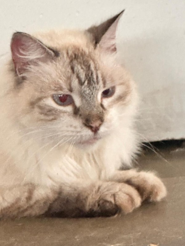 purujit1912 uploaded   206  day/s  ago