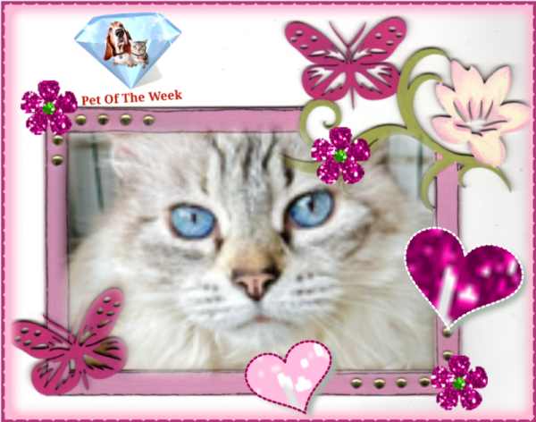 purujit1912 uploaded   33  day/s  ago