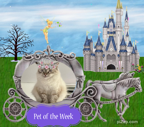 purujit1912 uploaded   36  day/s  ago