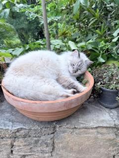 purujit1912 uploaded   160  day/s  ago