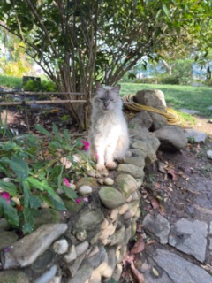 purujit1912 uploaded   232  day/s  ago