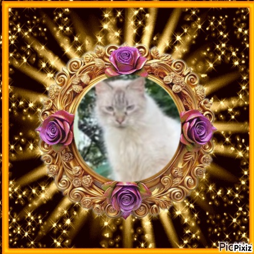 purujit1912 uploaded   43  day/s  ago