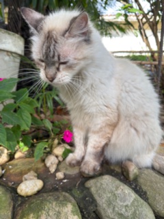 purujit1912 uploaded   232  day/s  ago