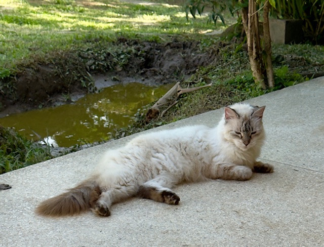 purujit1912 uploaded   317  day/s  ago