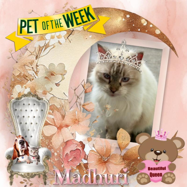 purujit1912 uploaded   36  day/s  ago