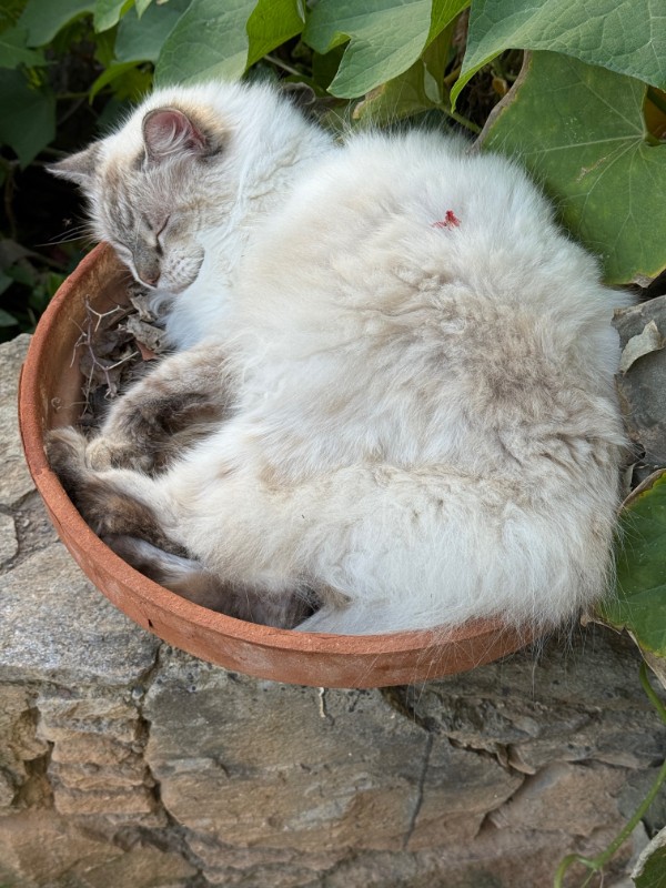 purujit1912 uploaded   125  day/s  ago