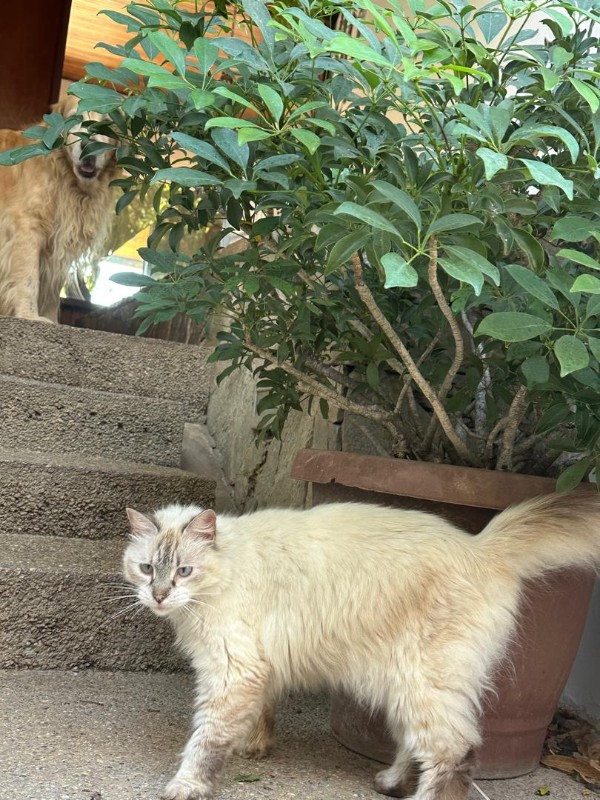 Madhuri of the purujit1912 family