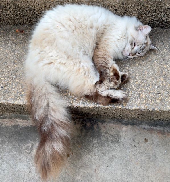 purujit1912 uploaded   1 year/s ago